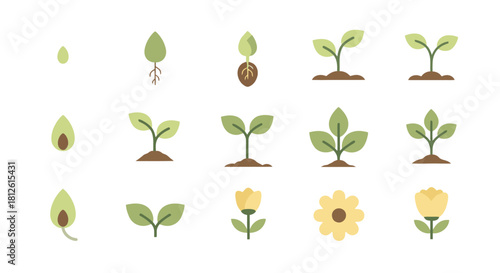 Plant growth stages from seed to flower illustration set.