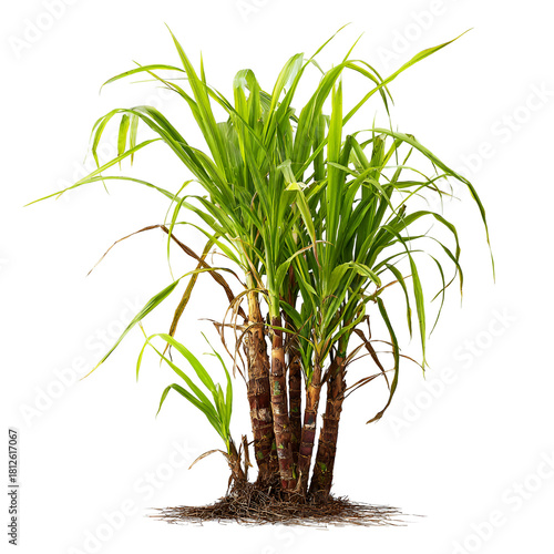 Fresh Green Sugarcane Plant Isolated
