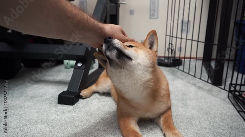 Shiba inu relaxing inside home being gently petted on head