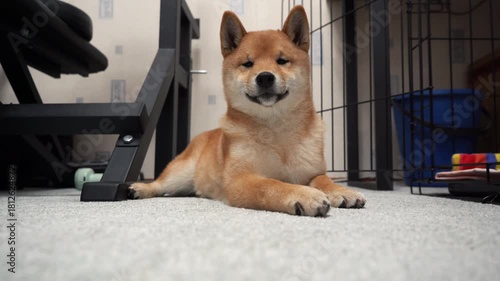 Relaxed shiba inu puppy lying on carpet inside home