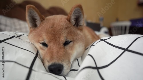 Shiba inu relaxing on black and white patterned blanket
