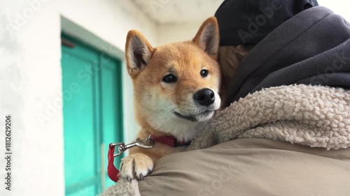 Shiba inu dog embraces warmly clothed person with leash and green doors