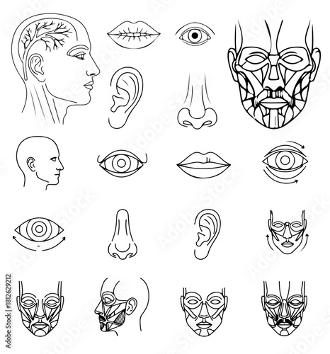 Detailed line art displaying human anatomy for medical illustrations and educational resources