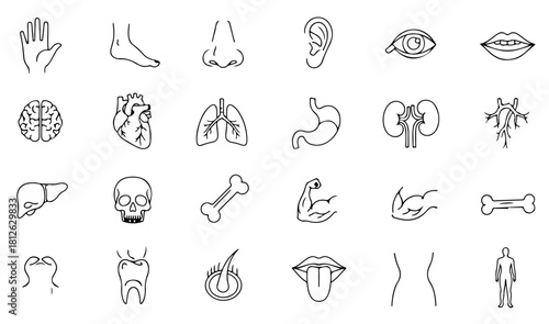 Medical anatomy icons for healthcare designs body parts organs bones muscles system study