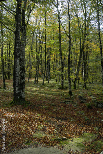 Beech trees and beech forest in autumn backlit