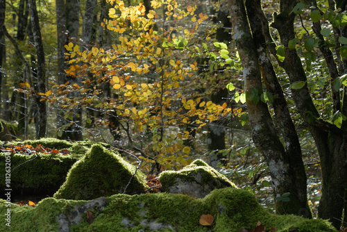 Beech trees and beech forest in autumn backlit
