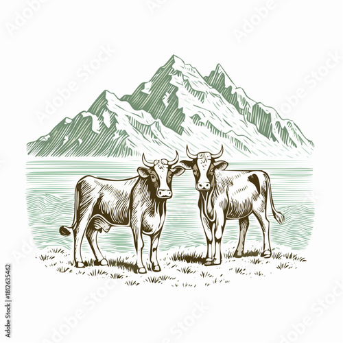 Detailed black-and-white ink illustration of two Holstein-Friesian calves in a close-up portrait, featuring bold markings, fine hatching, and strong contrast on a white background.