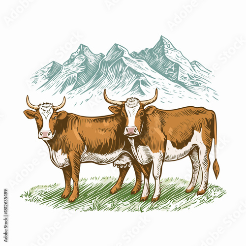 Detailed black-and-white ink illustration of two Holstein-Friesian calves in a close-up portrait, featuring bold markings, fine hatching, and strong contrast on a white background.