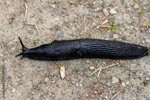 Real Black Slug Crawling on Grass in Natural Outdoor Environment.