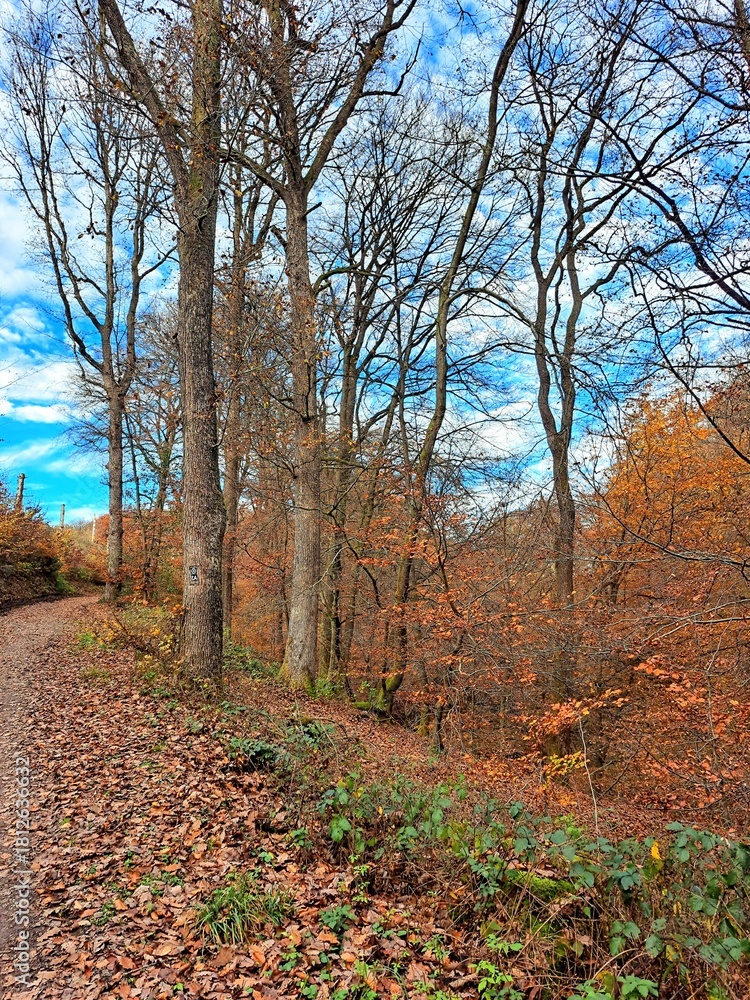 Fototapeta premium .Dirt road in autumn forest surrounded by trees with fallen leaves of brown and orange colors. Late autumn forest landscape.And a blue sky with white clouds.