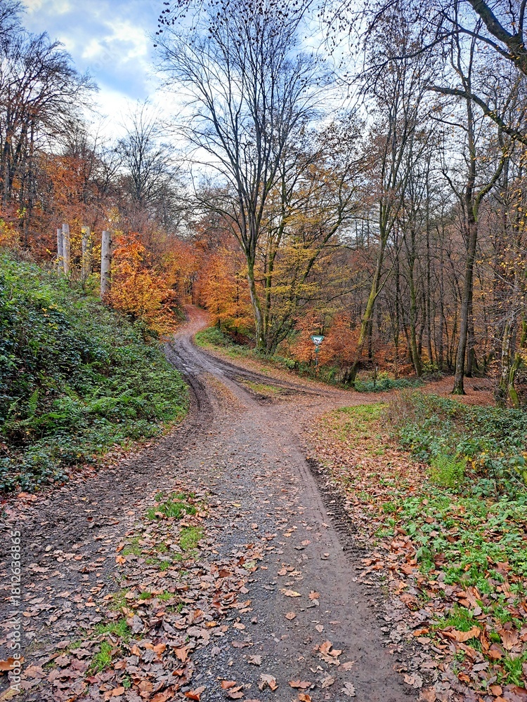 Fototapeta premium Dirt road in autumn forest surrounded by trees with fallen leaves of brown and orange colors. Late autumn forest landscape..