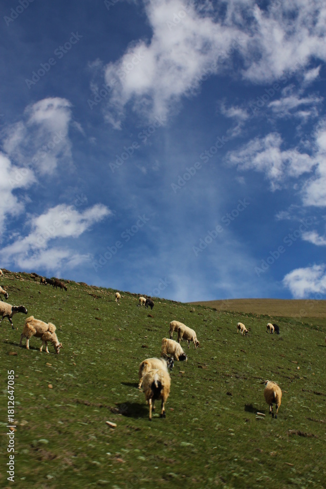 Fototapeta premium Sheep in the field