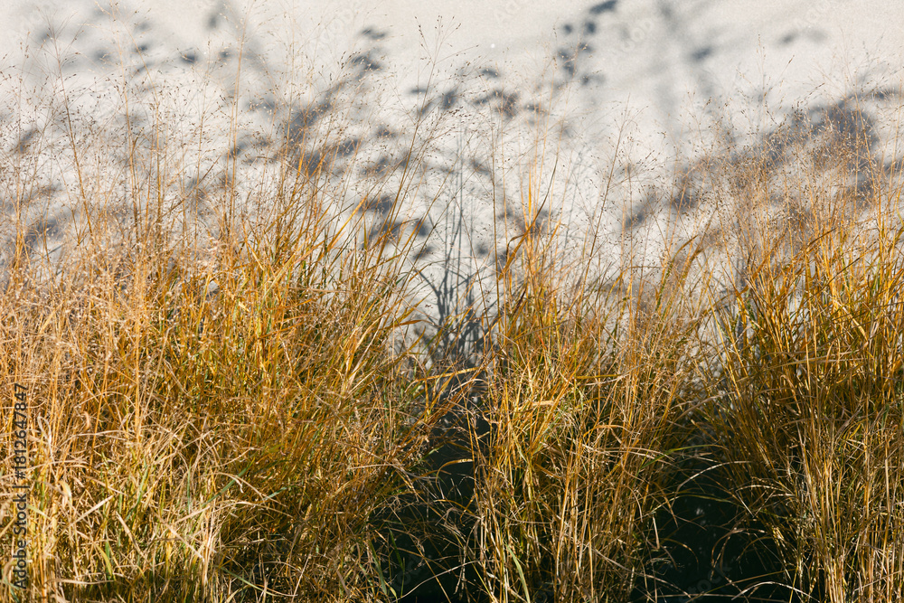 Fototapeta premium Tall golden grass swaying gently by the water's edge on a sunny day in early autumn