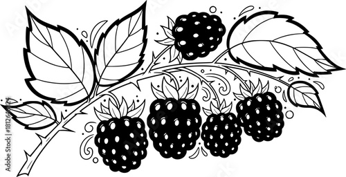 Black and white illustration of ripe blackberries on vine  