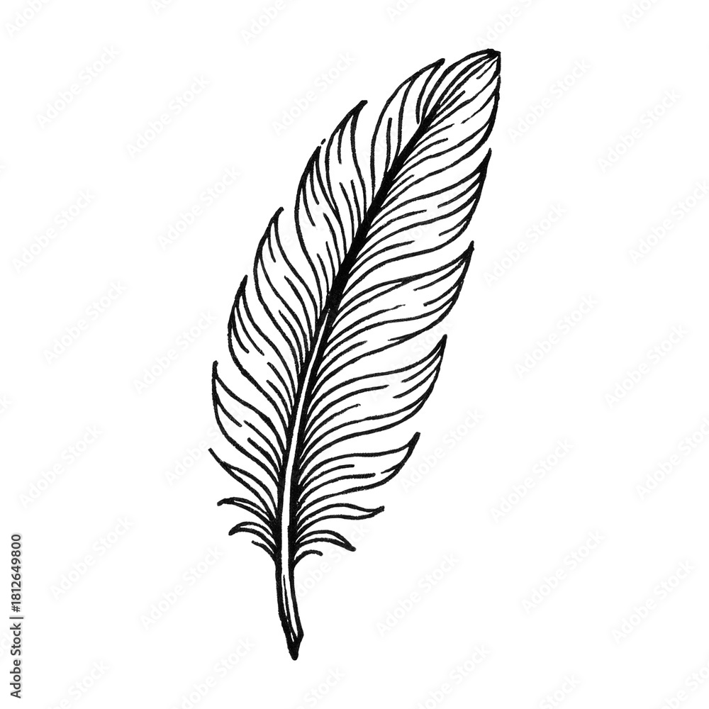 Obraz premium PNG Elegant feather sketch illustration.