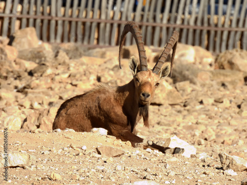 Nubian ibex in the city