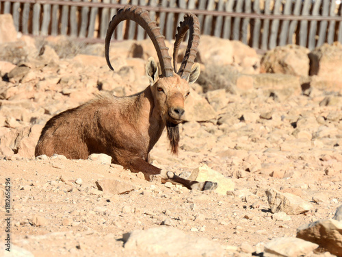 Nubian ibex in the city