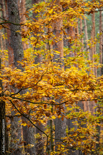 Autumn forest with pine and deciduous trees | Осінній ліс із соснами та листяними деревами