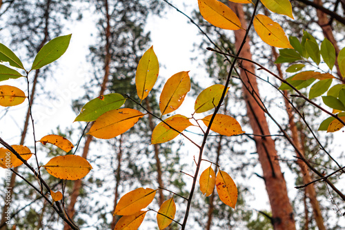 Close-up of yellow autumn leaves in sunlight | Крупний план жовтого осіннього листя на сонці