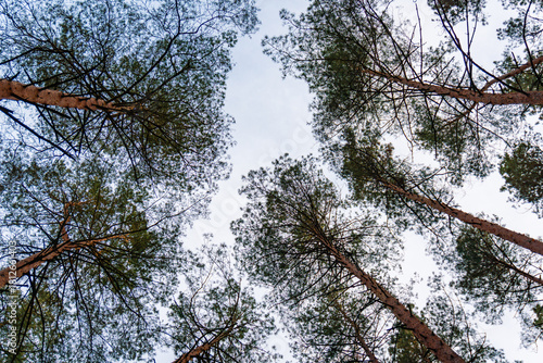 Looking up at tall pine trees in dense fores