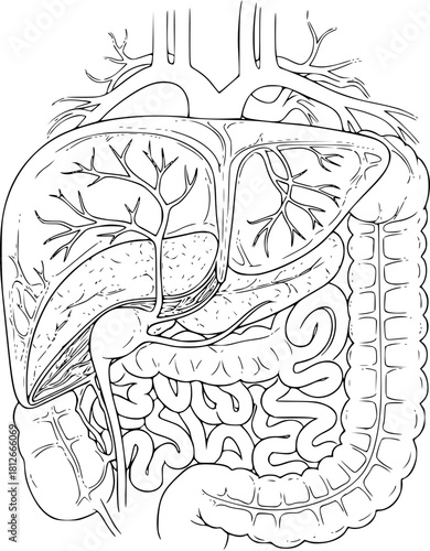a detailed line drawing of the human digestive system. It depicts the key organs, including the stomach, liver, and the gallbladder at the top.
