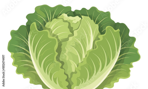 Fresh light green head of cabbage displayed against a clean white background