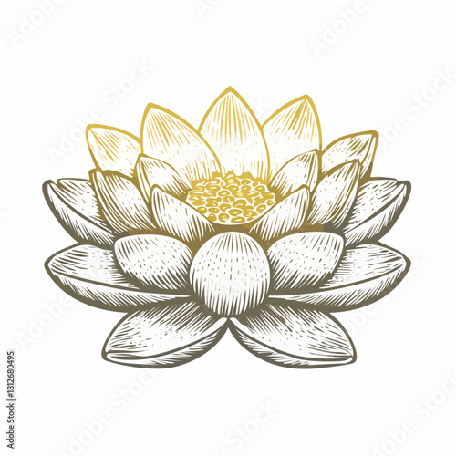 Vintage woodcut vector illustration of a lotus water lily flower with detailed engraved lines, creating an elegant botanical and antique etching aesthetic.