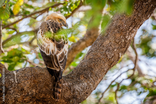 Photography Close up of a fierce looking crested hawk eagle perched on large rugged tree bra