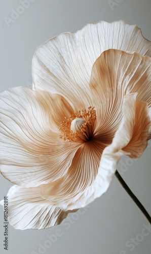 Elegant Beige Flower With Intricate Petals Set Against a Soft Background