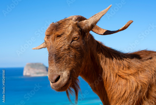 Fototapeta Naklejka Na Ścianę i Meble -  goat at Balos lagoon, Crete
