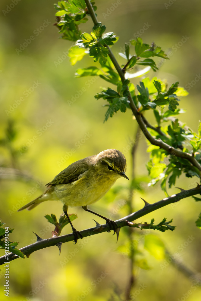 Obraz premium Bird