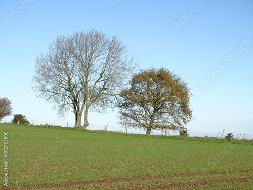 trees in a field in autumn