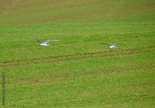 flying seagulls in a farmers field