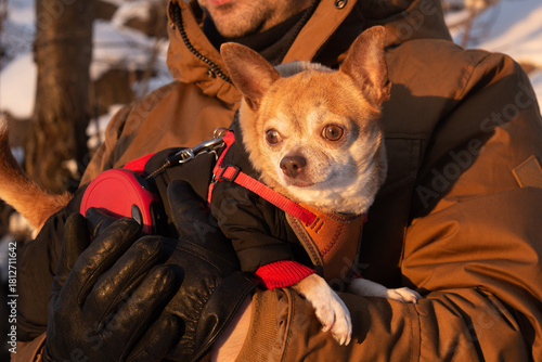 Red and white Chihuahua dog in man's hands watching the sunset with his dog's owner in winter