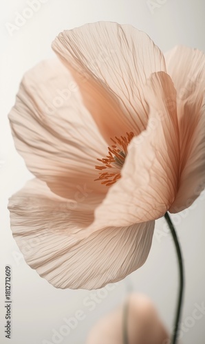 Soft Peach Flower Captured in Gentle Light With Delicate Petals and Vibrant S...
