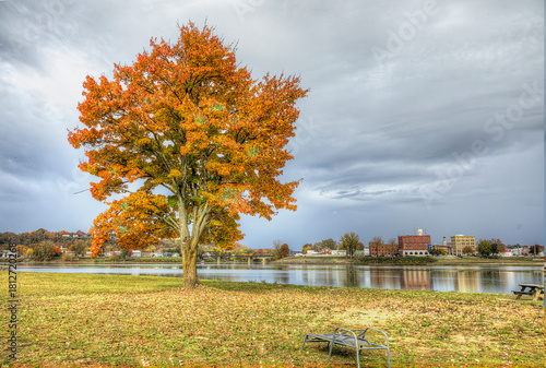 Maple Tree on the Ohio River Bank. Nature's perfect combination: a serene river scene, perfectly complemented by the vibrant colors of the Ohio River and a majestic maple tree. 