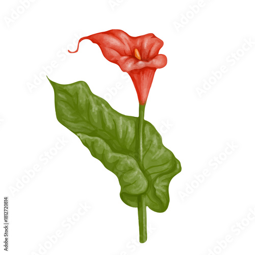 Red calla lily flower. Decorative botanical element. Vector graphics.