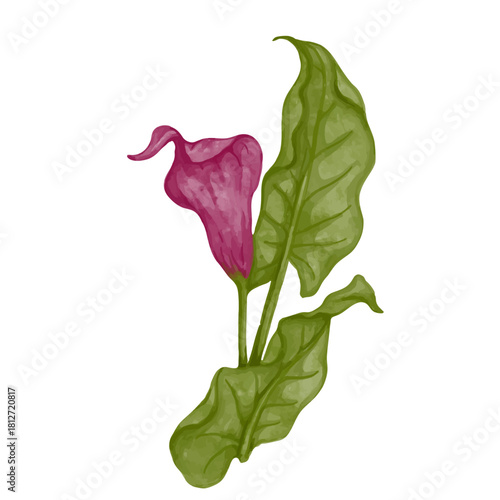Pink calla lily flower. Decorative botanical element. Vector graphics.