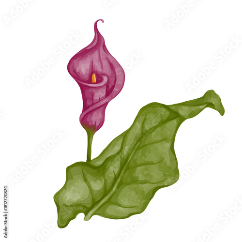 Pink calla lily flower. Decorative botanical element. Vector graphics.