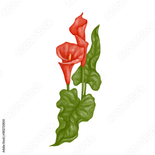 Red calla lily flower. Decorative botanical element. Vector graphics.