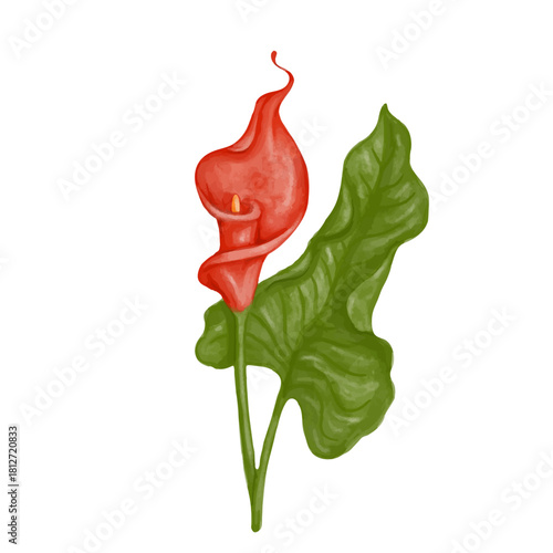 Red calla lily flower. Decorative botanical element. Vector graphics.