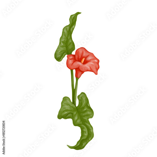 Red calla lily flower. Decorative botanical element. Vector graphics.