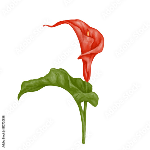 Red calla lily flower. Decorative botanical element. Vector graphics.