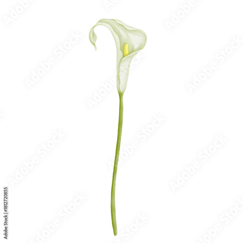 White calla lily flower. Decorative botanical element. Vector graphics.