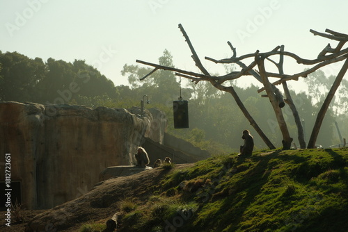 Фотография Family of Hamadryas baboons (Papio hamadryas) sitting on top of hill aesthetic