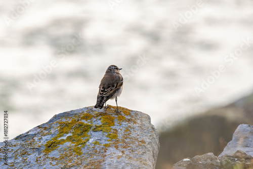 Photography Juvenile Wheatear (Oenanthe oenanthe) common in Eurasian open habitats on Bull I