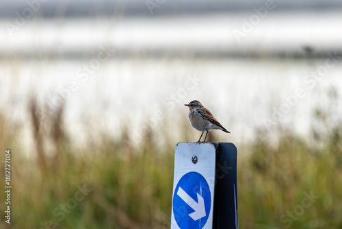 Photography Juvenile Wheatear (Oenanthe oenanthe) common in Eurasian open habitats on Bull I