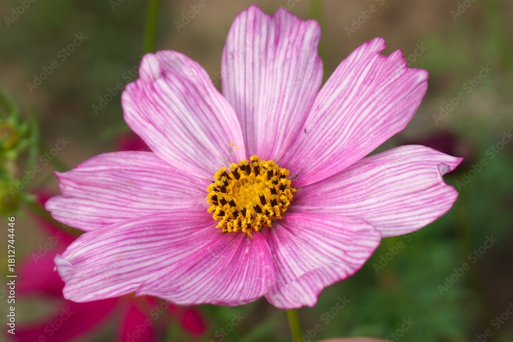 Obraz premium Vibrant pink cosmos flower with delicate white stripes blooming in a lush garden, bringing joy and natural beauty to any design project with floral elegance