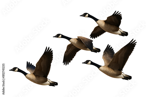 Waterfowl Birds Wings Spread Isolated on a Transparent Background