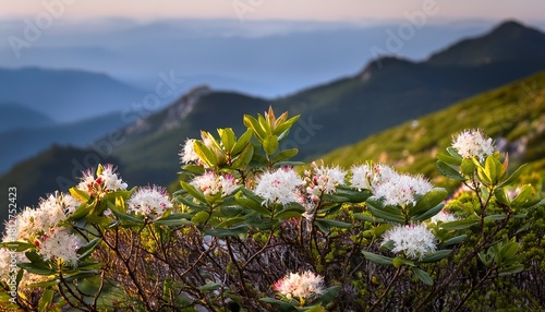 Mountain Laurel Flowers